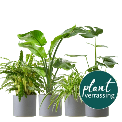 Plantverrassing