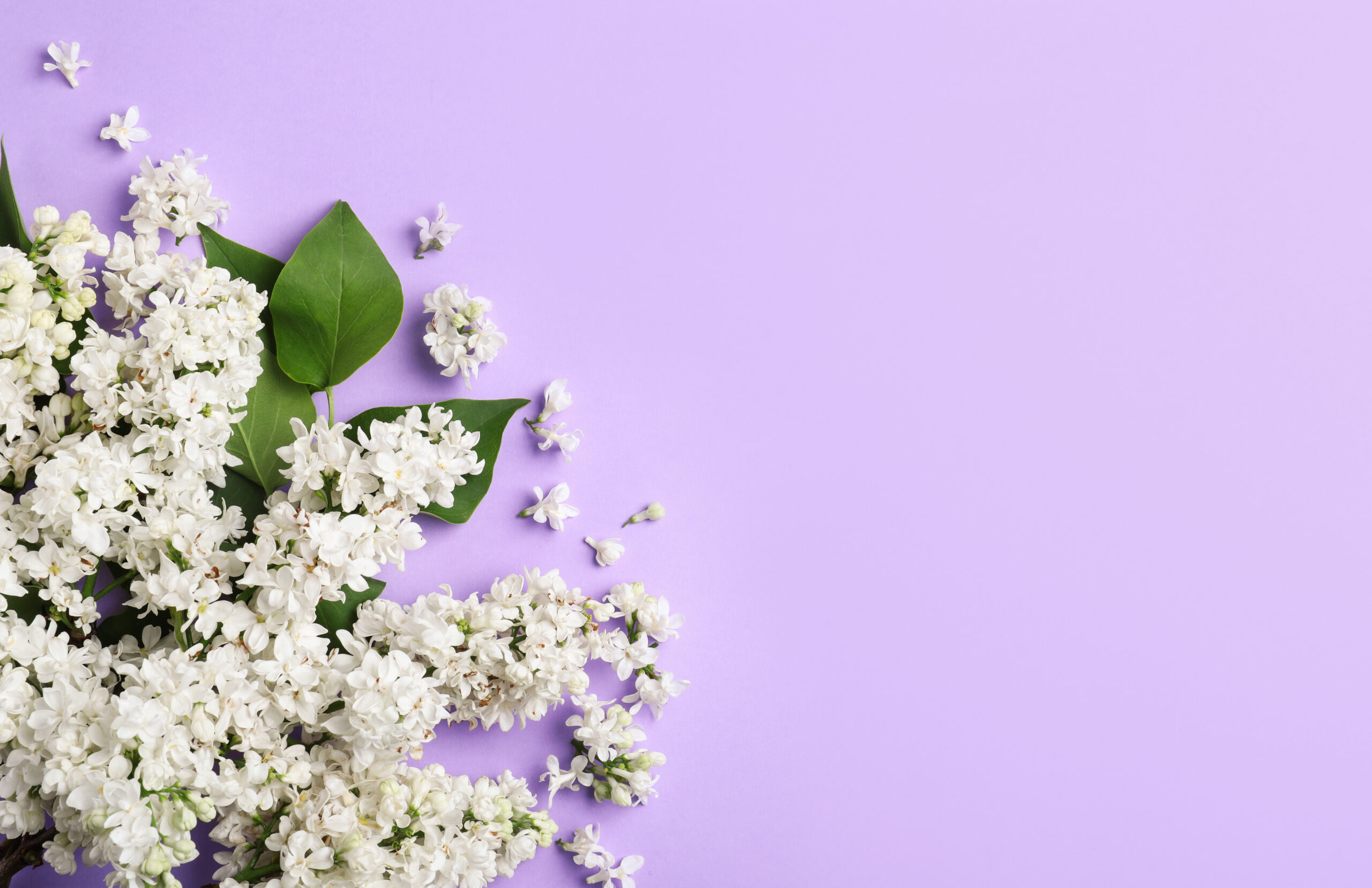 White lilac blossoms with green leaves against a lavender background.