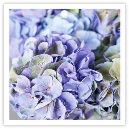 Close-up of light purple hydrangea blossoms forming a dense bouquet.