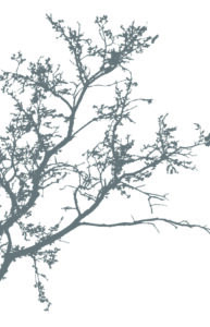 Silhouetted, leafless tree branches spanning diagonally across a white background.