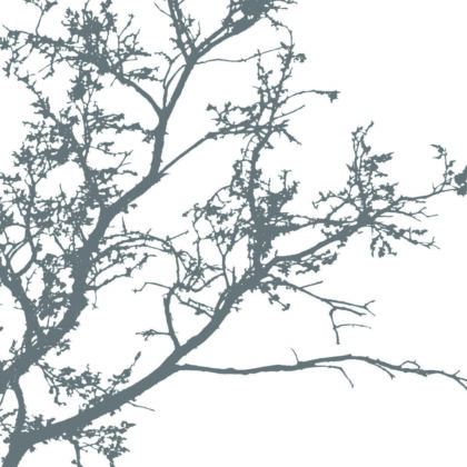 Silhouetted, leafless tree branches spanning diagonally across a white background.