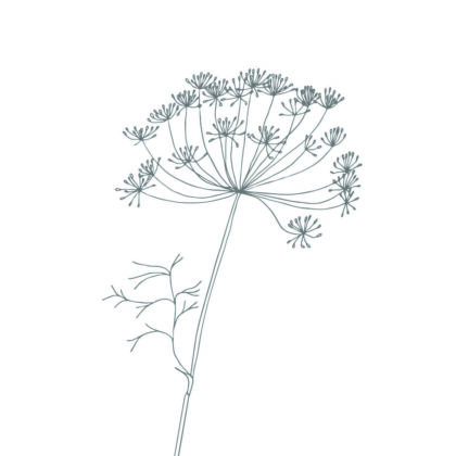 Delicate blue botanical illustration of a dill-like plant with an umbrella-shaped flower cluster.